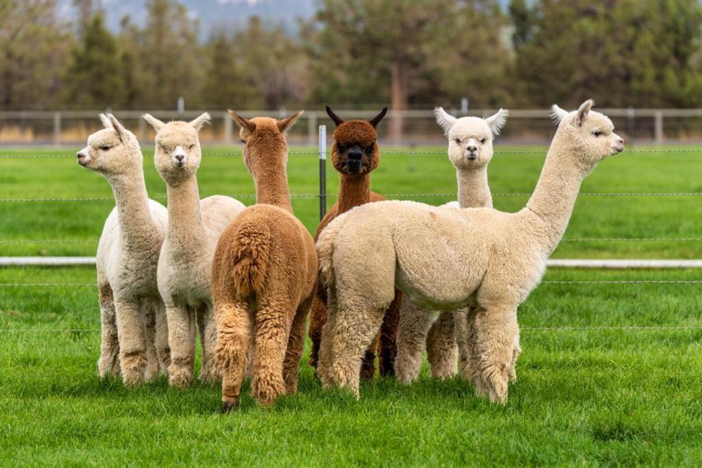 Alpaca Farm And B&B - Mama Adama Grândola Extérieur photo